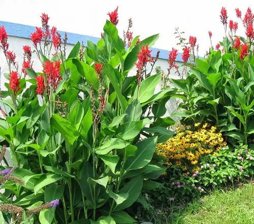 Flowers that Start with C in garden