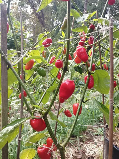 beautiful Delicious Vegetables that Grow on Trees