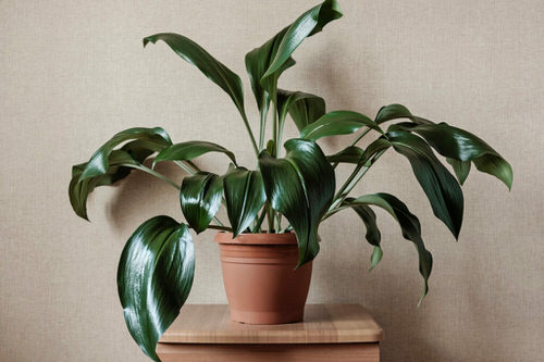 top Houseplants You Can Raise Above a Refrigerator
