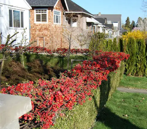 top Best Plants for Hedging