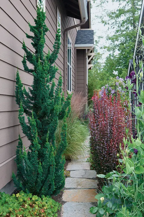 Narrow Trees for Small Gardens & Containers