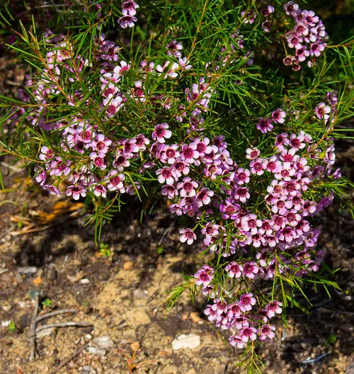 Dainty Flowers Beautiful Tiny Flowers for garden