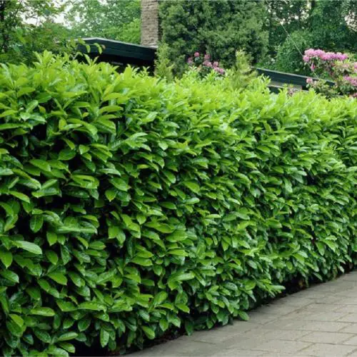 Top Hedging Plants
