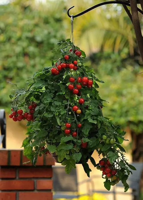 Best Berries to Grow in Hanging Baskets