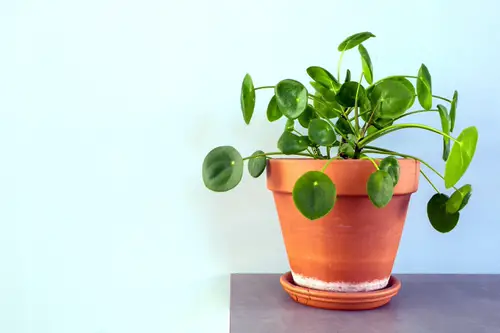 plants You Can Grow on Top of a Fridge