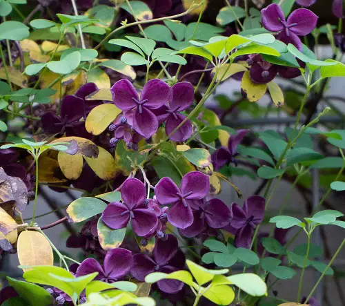 beautiful Top Vines with Purple Blossoms