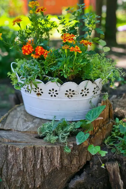 Choose Plants that Love Heat
