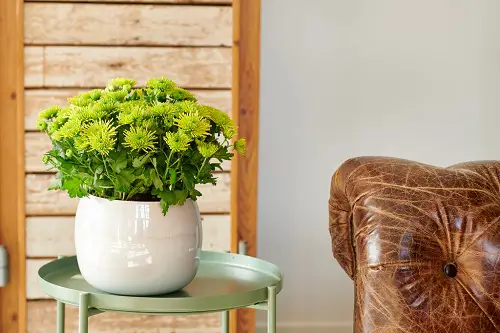 top Beautiful Japanese Indoor Plants