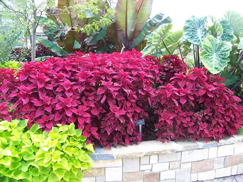 Protecting Coleus Plants from Deer Damage