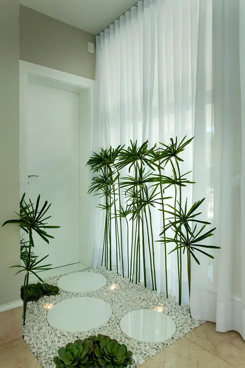 Line Cyperus Shoots by a Succulent Bed