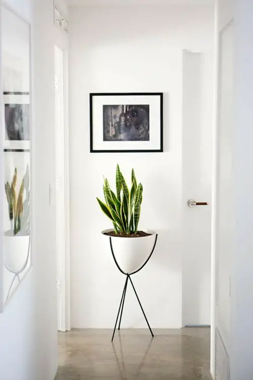 Gorgeous Snake Plant in a Metal Stand