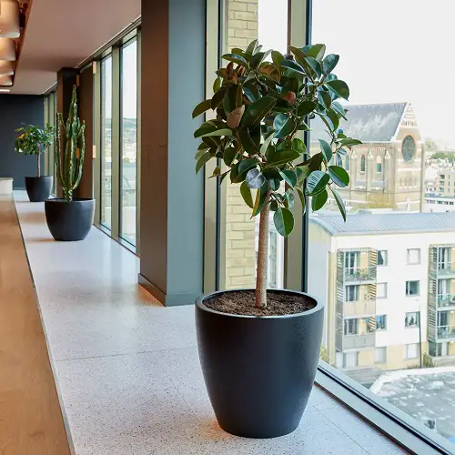 Add Potted Rubber Plants and Cactus for a Classy Appeal