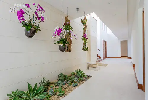 Hang Orchids Over a Succulent Bed in the Corridor