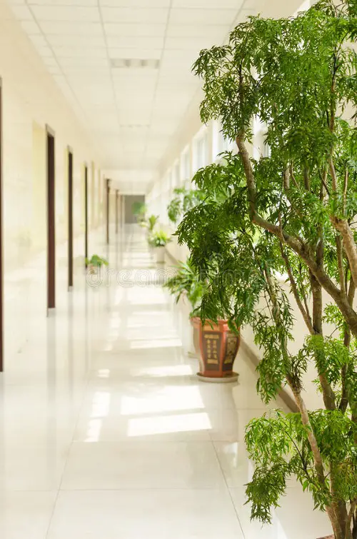 Display a Tall Woody Plant in the Hallway