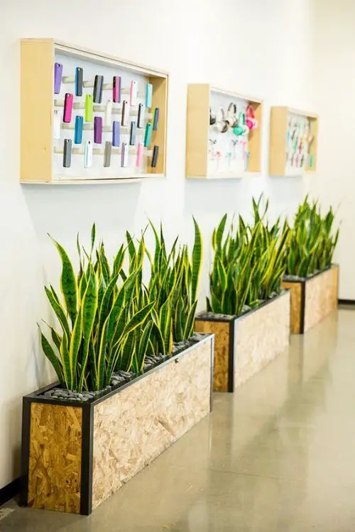 Display Snake Plant in Textured Boxes for a Creative Look