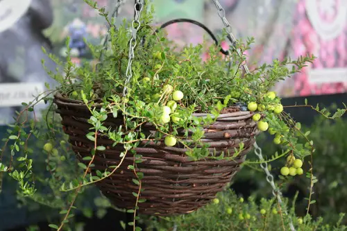 Best Berries to Grow in Hanging Baskets 4