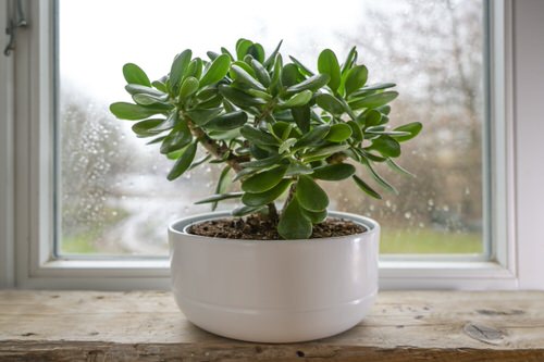 Growing a jade plant from cuttings