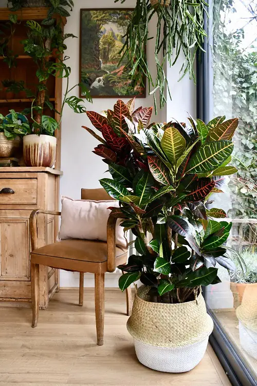 Southern window with foliage plants facing