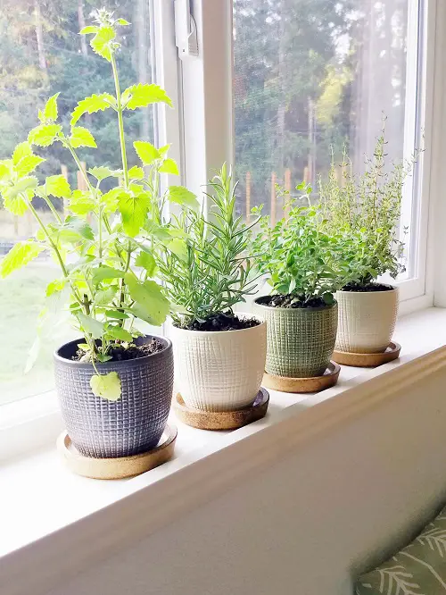 Best Indoor South Window Facing Plants