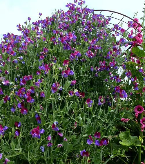 Purple-Flowered Vines at their Best