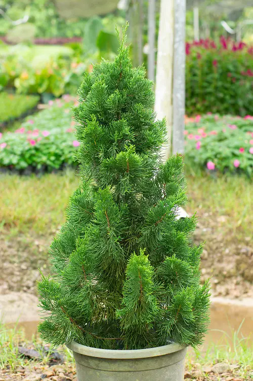 Amazing Small Gardens & Container Trees