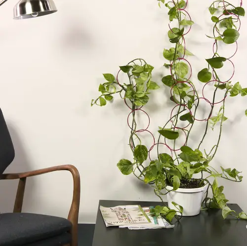 Indoor Vine Trellis for Tabletop Garden