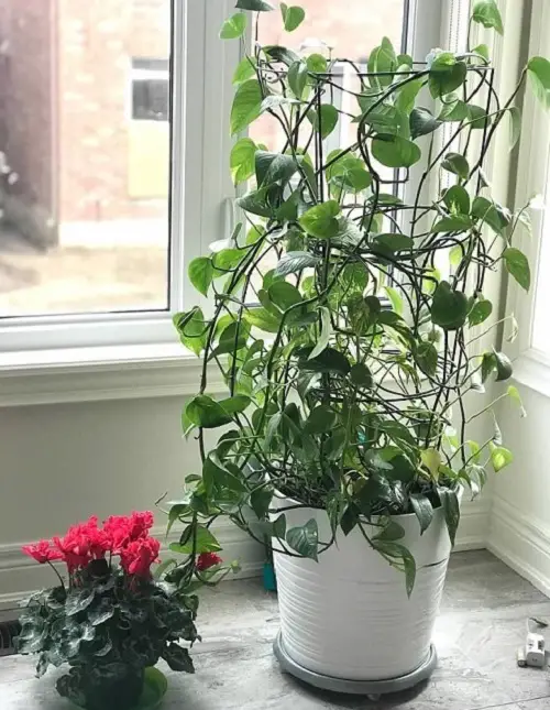 DIY Indoor Planter Trellis Using IKEA Plant Stand