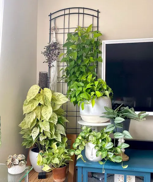 Dedicate a Corner to the Pothos Family by Installing a Metal Trellis