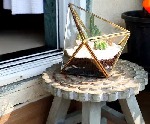 Best Succulent Gift 35