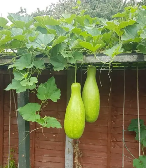 Trellis Using Garden Shelves