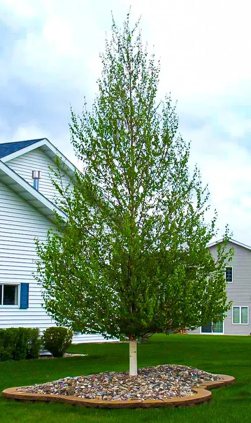Narrow Trees for Containers ideas