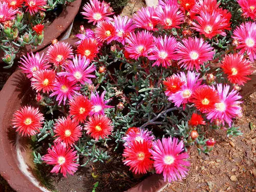 Magnificent Red-Flowered Succulents