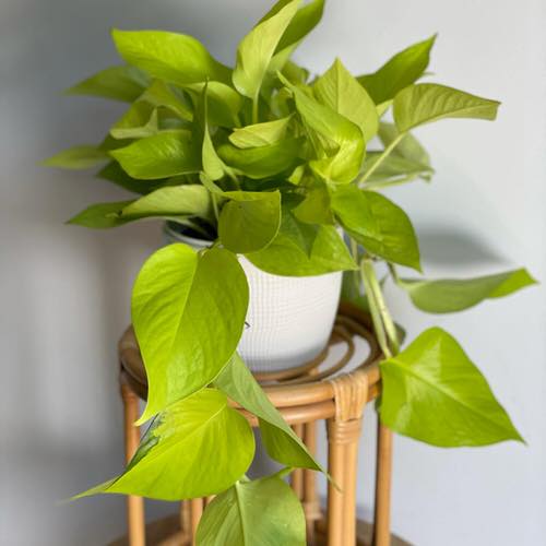 How to Turn Leggy Pothos Plant Bushier do not over crowd