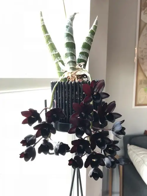 top Rare Black Orchid Flowers