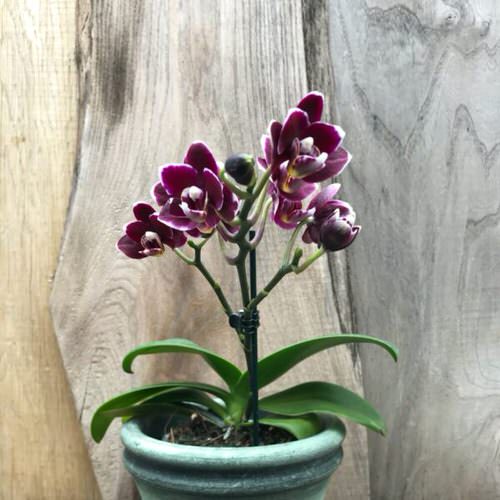 Exceptional Black Orchid Flowers in pot