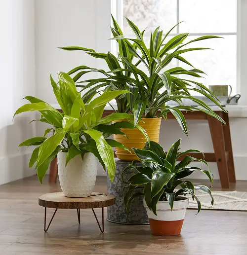 Foliage plants facing the south window