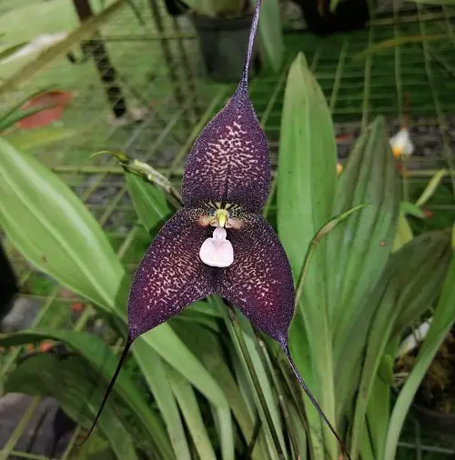 Unique Black Orchid Blossoms in garden