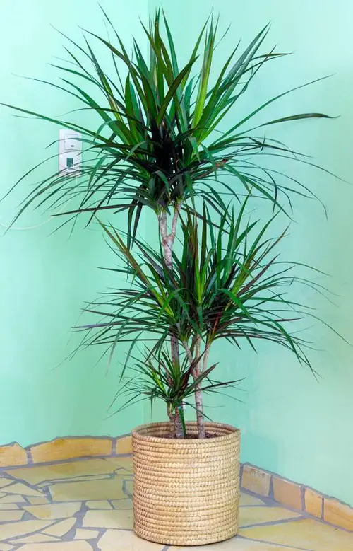 Narrow Trees for Containers 