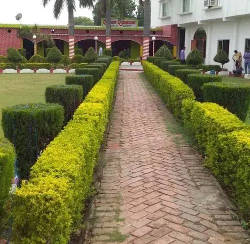 top Charming Hedging Plants
