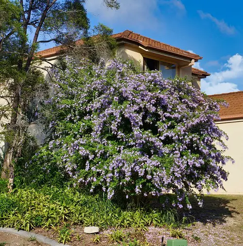 hedge shrub