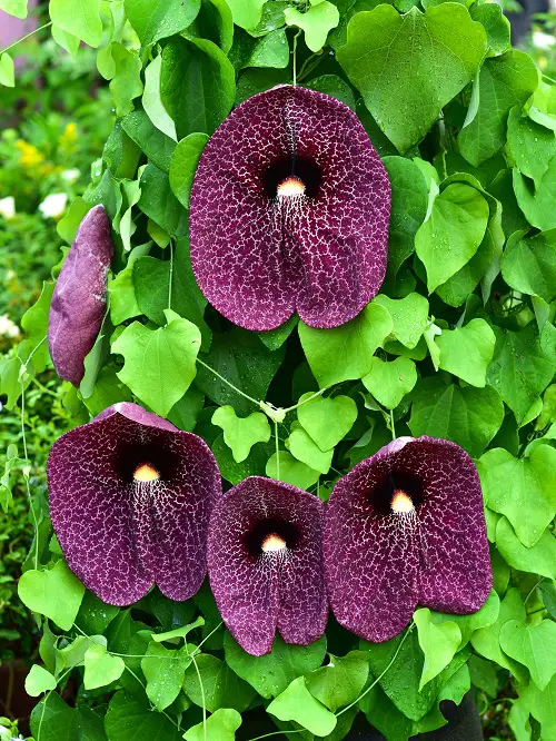 Purple-Flowered Vines at their Best