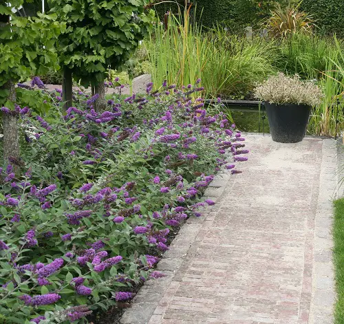 Hedge Plants with Flowers 1