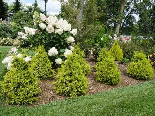 Best Plants for Hedging