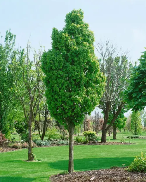 The Greatest Narrow Trees for Small Gardens & Containers