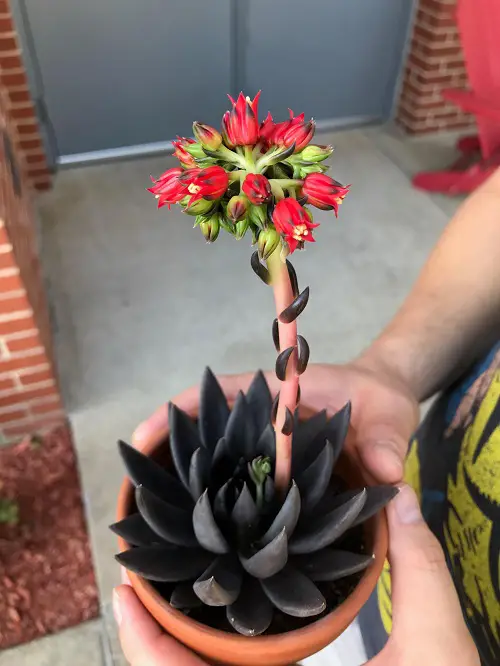 top Magnificent Red-Flowered Succulents