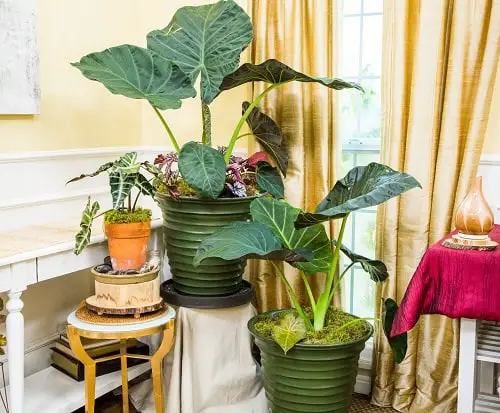 Add a jungle feel to your home with lush indoor plants.