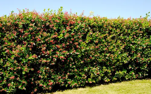 Plants for Hedging