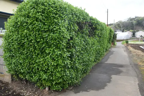 top  Plants for Hedging