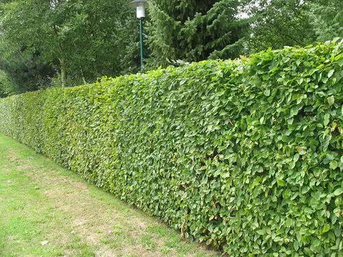 Top Plants for Hedging garden