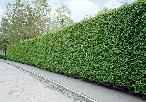 Top Plants for Hedging
